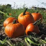 Dan Cramer's Western Town Pumpkin Patch photo