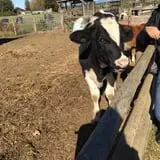 Dan Cramer's Western Town Pumpkin Patch photo