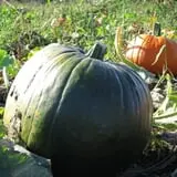 Dan Cramer's Western Town Pumpkin Patch photo