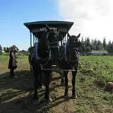 Dan Cramer's Western Town Pumpkin Patch photo