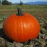 Dan Cramer's Western Town Pumpkin Patch photo