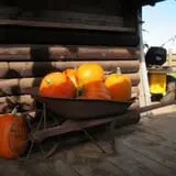 Dan Cramer's Western Town Pumpkin Patch photo