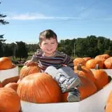 Marini Farm Corn Maze photo