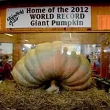 Marini Farm Corn Maze photo