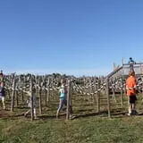 Marini Farm Corn Maze photo