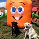 Marini Farm Corn Maze photo