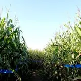 Marini Farm Corn Maze photo