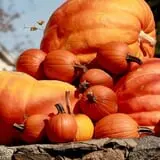 Marini Farm Corn Maze photo