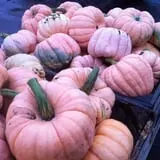 Marini Farm Corn Maze photo