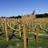 Marini Farm Corn Maze photo