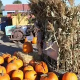 Velvet Acres Gardens - Vancouver Pumpkin Patch photo