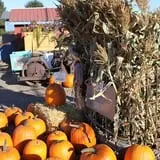 Velvet Acres Gardens - Vancouver Pumpkin Patch photo