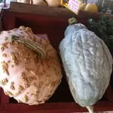 Velvet Acres Gardens - Vancouver Pumpkin Patch photo