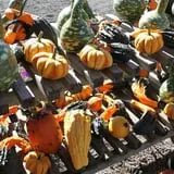 Velvet Acres Gardens - Vancouver Pumpkin Patch photo