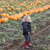 Velvet Acres Gardens - Vancouver Pumpkin Patch photo