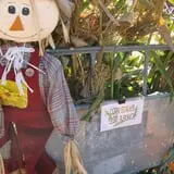 Velvet Acres Gardens - Vancouver Pumpkin Patch photo