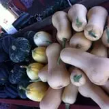 Velvet Acres Gardens - Vancouver Pumpkin Patch photo