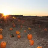 Velvet Acres Gardens - Vancouver Pumpkin Patch photo