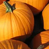 Velvet Acres Gardens - Vancouver Pumpkin Patch photo