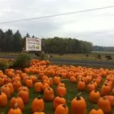 Velvet Acres Gardens - Vancouver Pumpkin Patch photo