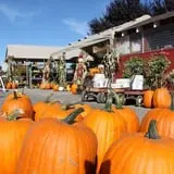 Velvet Acres Gardens - Vancouver Pumpkin Patch photo