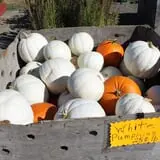 Velvet Acres Gardens - Vancouver Pumpkin Patch photo