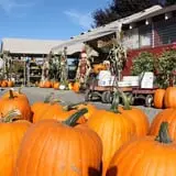 Velvet Acres Gardens - Vancouver Pumpkin Patch photo