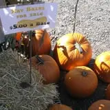 Velvet Acres Gardens - Vancouver Pumpkin Patch photo
