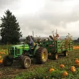 Velvet Acres Gardens - Vancouver Pumpkin Patch photo