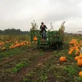 Velvet Acres Gardens - Vancouver Pumpkin Patch photo