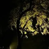 Haunted Moss - Haunted House, Haunted Maze & Midnight Tours photo