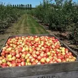 Edwards Apple Orchard West photo