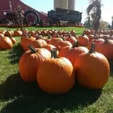 Edwards Apple Orchard West photo