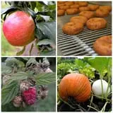 Edwards Apple Orchard West photo