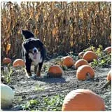 Edwards Apple Orchard West photo