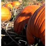 Edwards Apple Orchard West photo