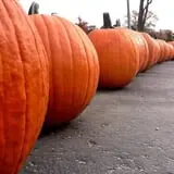 Edwards Apple Orchard West photo