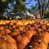 Pumpkinville photo