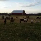 Shepherd's Cross & Heart of the Shepherd Farm photo