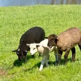Shepherd's Cross & Heart of the Shepherd Farm photo