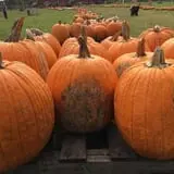 Shepherd's Cross & Heart of the Shepherd Farm photo
