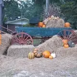 Holiday Farms - The Great Pumpkin Patch photo