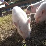 Holiday Farms - The Great Pumpkin Patch photo
