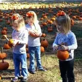 Holiday Farms - The Great Pumpkin Patch photo
