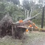 Holiday Farms - The Great Pumpkin Patch photo