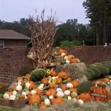 Holiday Farms - The Great Pumpkin Patch photo
