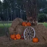 Holiday Farms - The Great Pumpkin Patch photo