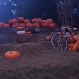 Holiday Farms - The Great Pumpkin Patch photo