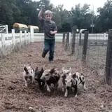 Holiday Farms - The Great Pumpkin Patch photo