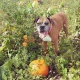 Garver Family Farm photo